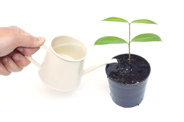 Hand watering growing tree — Stock Photo, Image