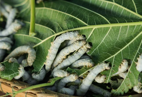 Gusanos de seda en las hojas — Foto de Stock