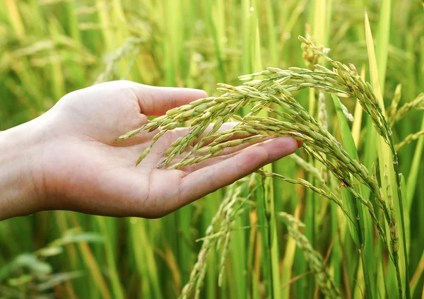 Mão tocando broto de arroz — Fotografia de Stock