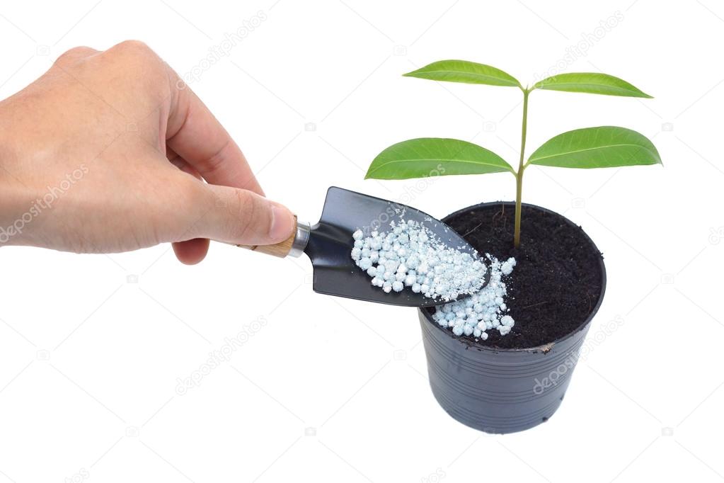 Hand fertilize growing tree in flowerpot