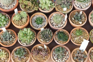 kaktüs tencere arka planda