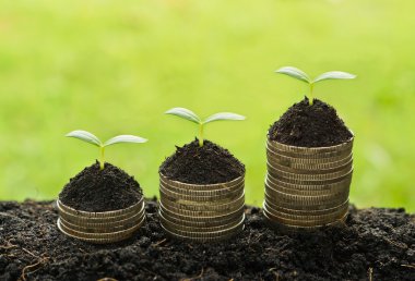 madeni para yığınları üzerinde büyüyen ağaçlar