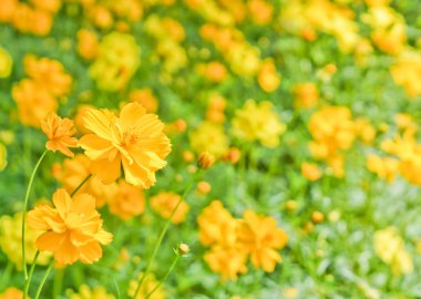 Sarı kozmos çiçekleri