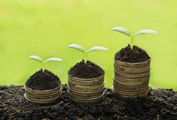 Trees growing on piles of coins — Stock Photo, Image