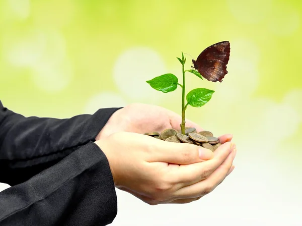 Tree growing on golden coins — Stock Photo, Image