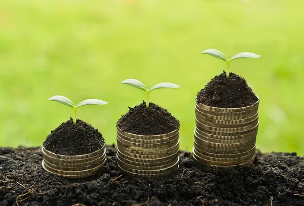 Trees growing on piles of coins — Stock Photo, Image