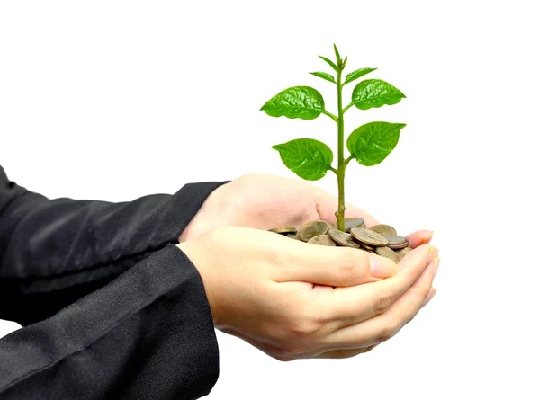 Tree growing on golden coins — Stock Photo, Image