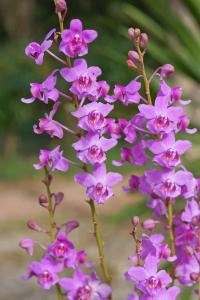 Flores roxas tailandesas da orquídea — Fotografia de Stock