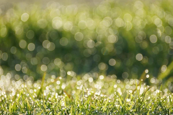 Gotas de orvalho e bokeh — Fotografia de Stock