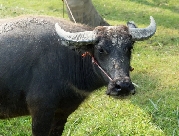 Cabeça e chifre de búfalo — Fotografia de Stock