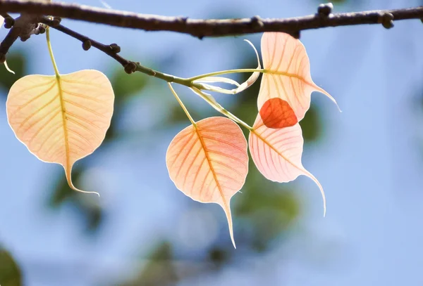 Gegenlicht Schuss heiliger Feigenbaum — Stockfoto