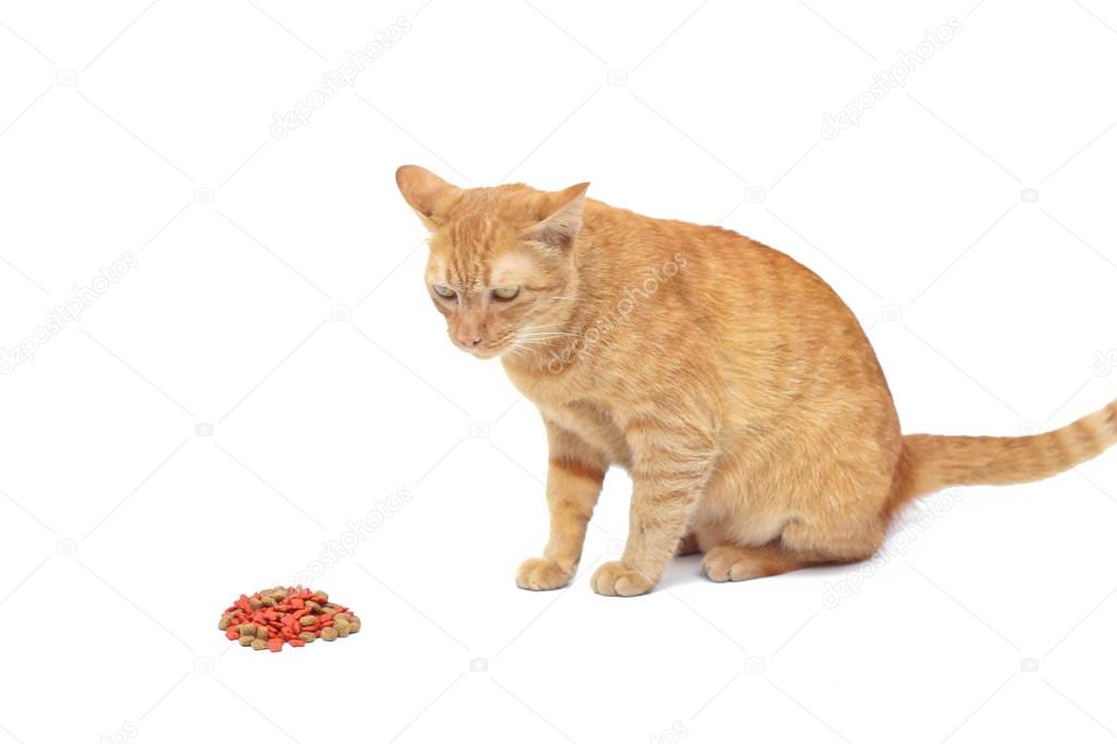 yellow cat eating food