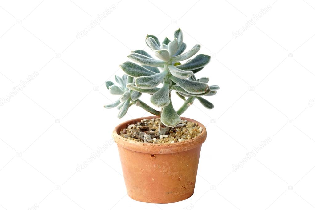 Green plant in pot