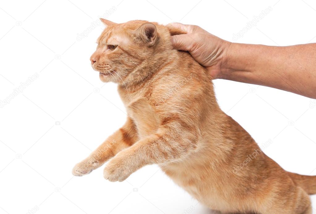 고양이 목 뒤에 잡는 손 — 스톡 사진 © weerapat 73839219