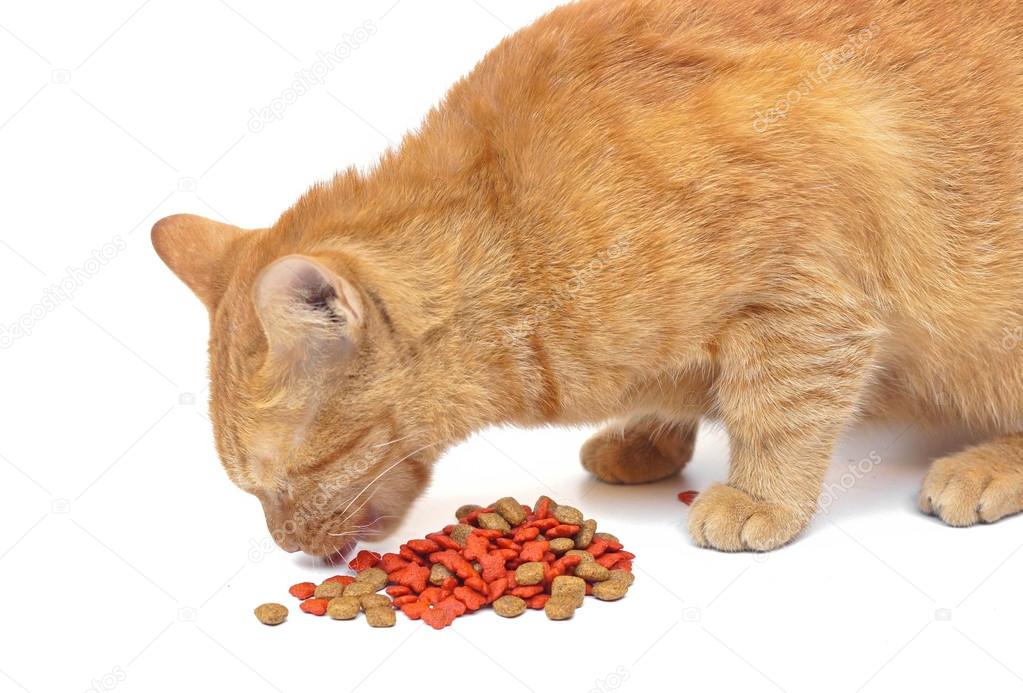 Yellow Bag Cat Food A Deep Dive into a Pet Food Staple Yellow Bag Cat Food A Deep Dive into a Pet Food Staple