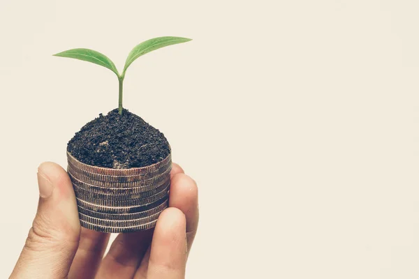 Mão segurando uma árvore crescendo em moedas — Fotografia de Stock