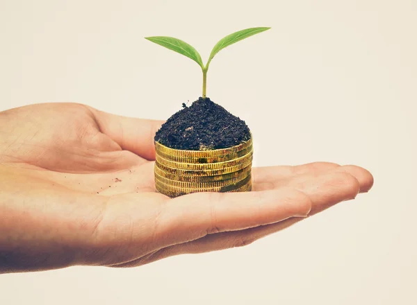 Hand holding a tree growing on coins — Stock Photo, Image