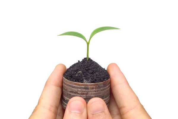 Mão segurando uma árvore crescendo em moedas — Fotografia de Stock