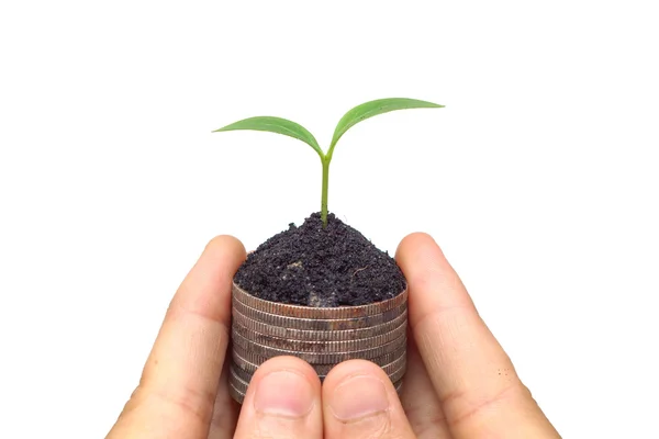 Hand holding a tree growing on coins — Stock Photo, Image