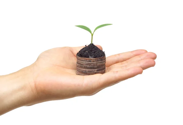 Hand holding a tree growing on coins — Stock Photo, Image