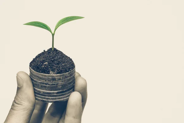 Hand holding a tree growing on coins — Stock Photo, Image