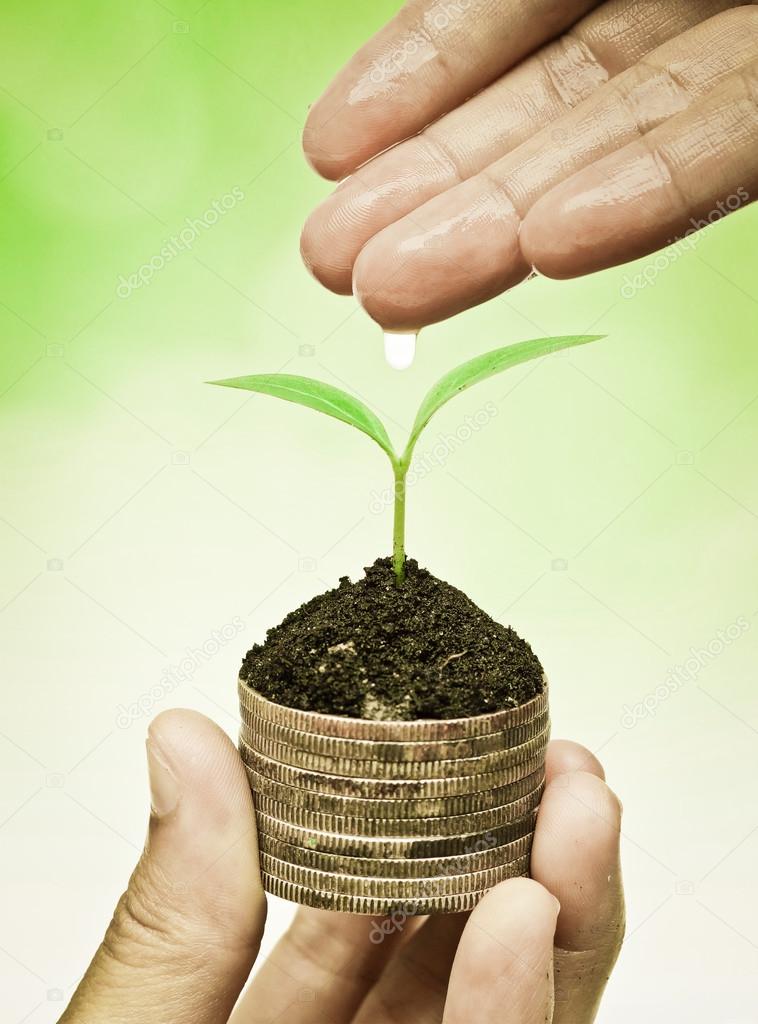 hand watering a young plant