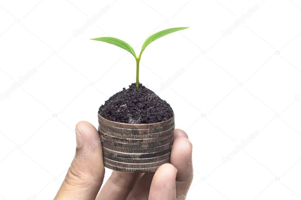Hand holding a tree growing on coins