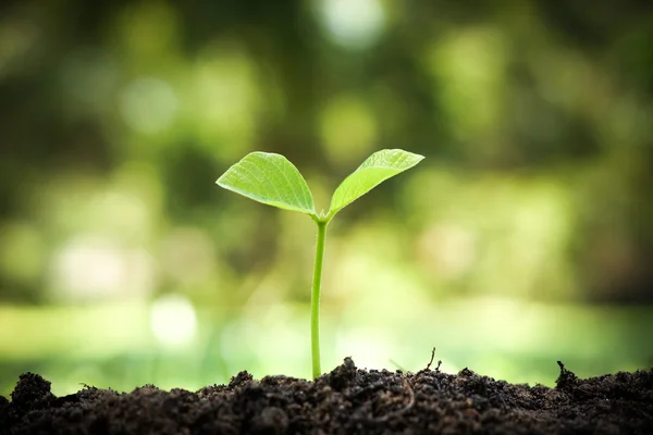 Piantina di semenzaio vegetale crescente — Foto Stock