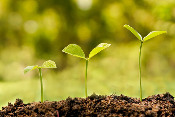 trees growing on fertile soil