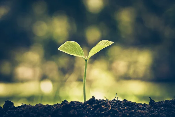 Plant seedling growing — Stock Photo, Image