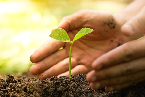 Cultivar una planta joven — Foto de Stock