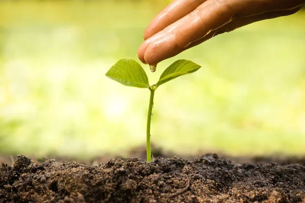 Mão nutrir e regar uma planta jovem — Fotografia de Stock