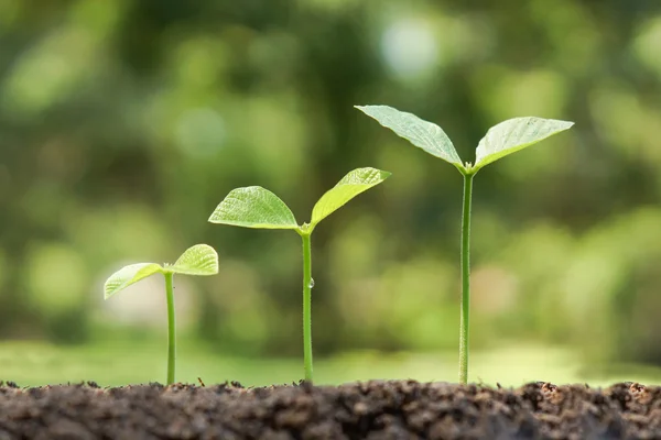 Bomen groeien op vruchtbare bodem — Stockfoto