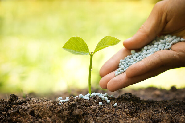 удобрение для посадки на почву
