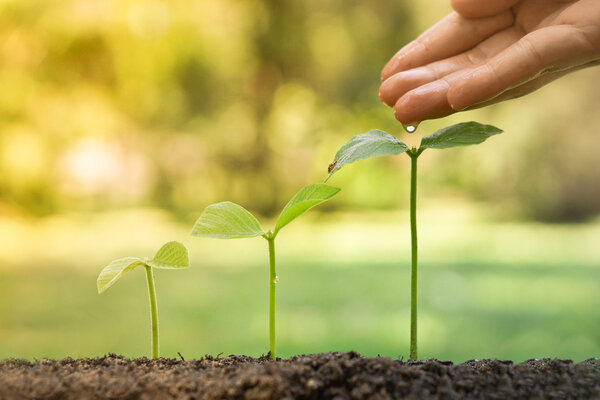 hands nurturing and watering young plants