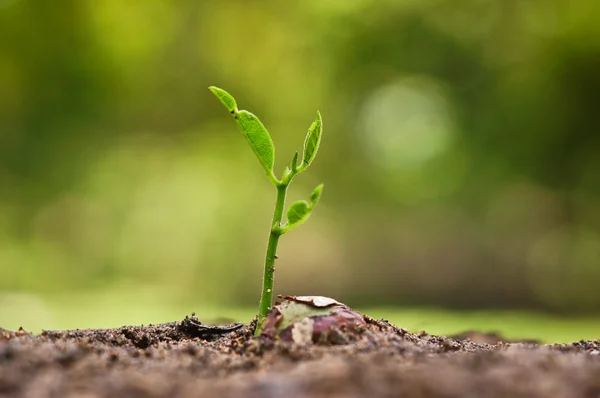 Plant zaailing groeiende — Stockfoto