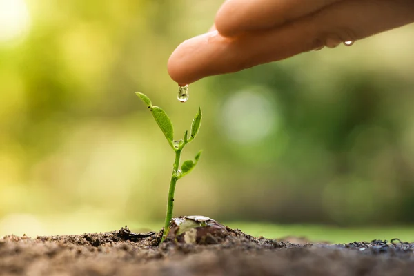 Mão nutrir e regar uma planta jovem — Fotografia de Stock