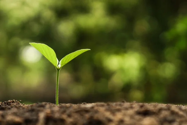 Semis de plantes en croissance — Photo