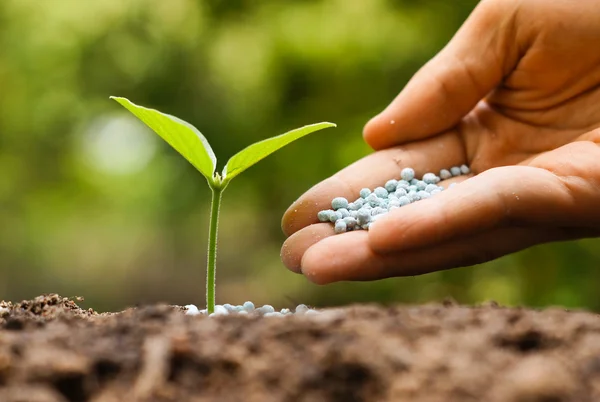 Meststof te planten op bodem — Stockfoto