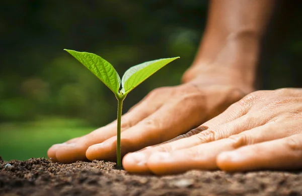 Growing a young plant — Stock Photo, Image