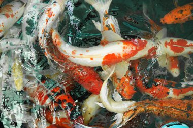 Su Koi Fishs yüzmek