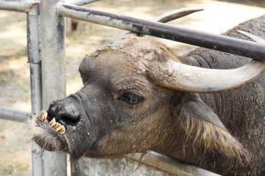 kusur ile tarihi hayvan