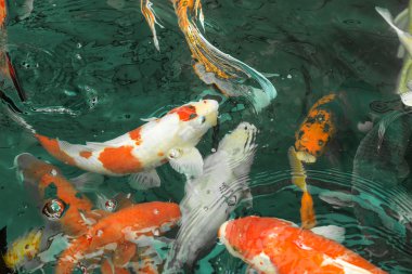 Su Koi Fishs yüzmek