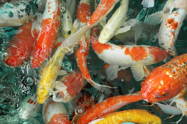 Koi Fishs swim in water — Stock Photo, Image