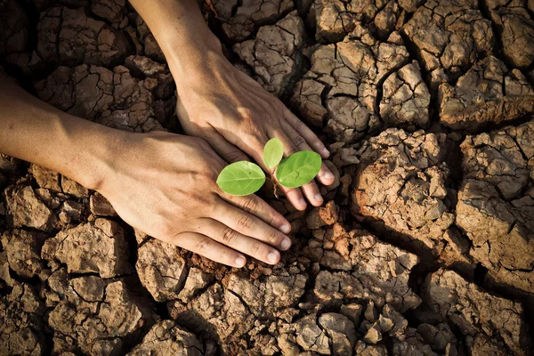 Árbol creciendo en tierra agrietada — Foto de Stock