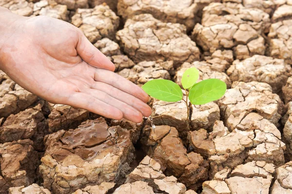 Baum wächst auf rissiger Erde — Stockfoto