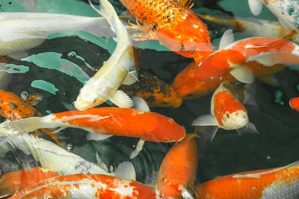 Koi Fishs swim in water — Stock Photo, Image