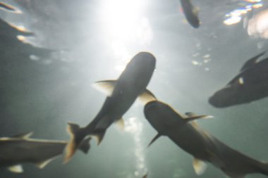 Taze soyut bulanıklık