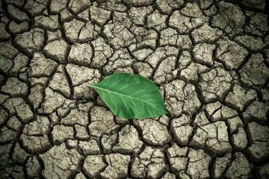 büyük yeşil yaprak