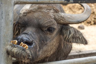 kusur ile tarihi hayvan